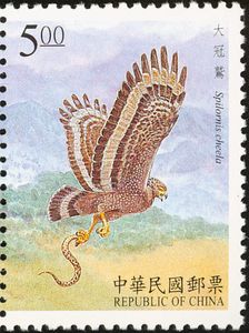 Crested Serpent Eagle (Spilornis cheela)